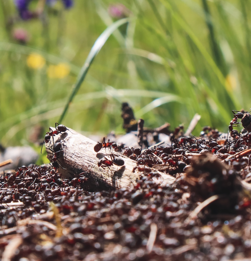How to Get Rid of Lawn Ants and Protect Your Grass
