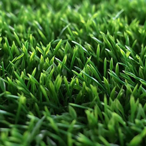 Empire Zoysia Turf